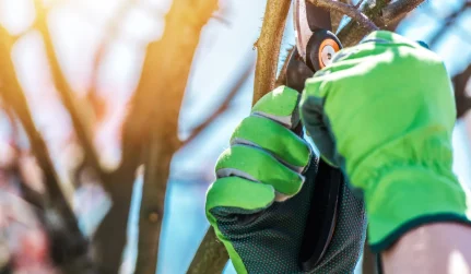 tree prunning slider