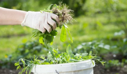 service invasive plant removal work